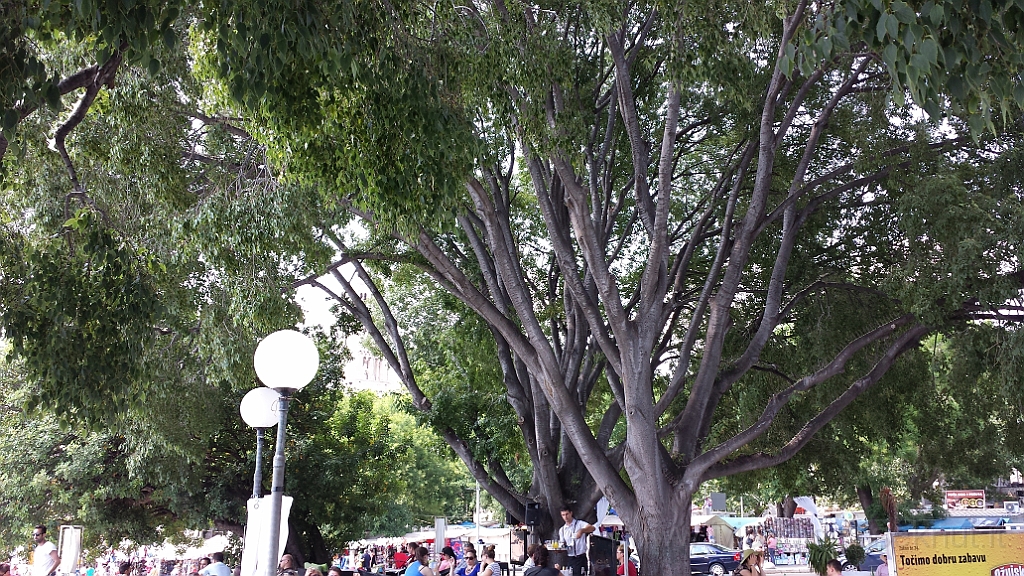 20130708_153118.jpg - Split, lungomare.Sotto il grande platano...