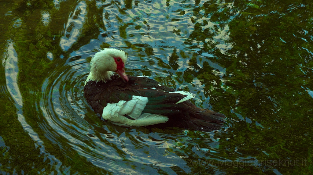DSC02019.jpg - Anitra vanitosa.
