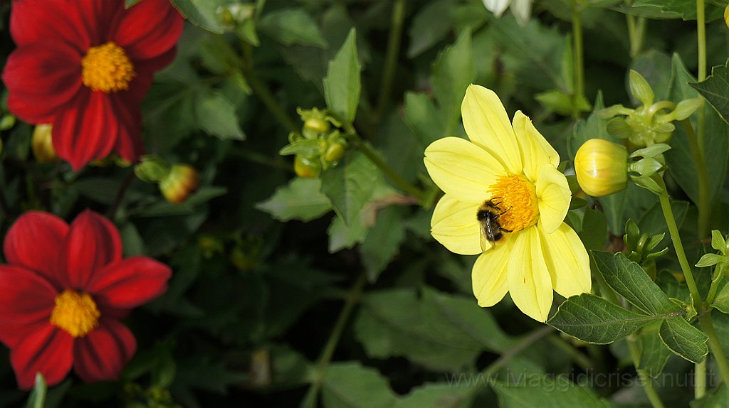 DSC07367.JPG - Fiori multicolori ingentiliscono le aiuole davanti al motel.