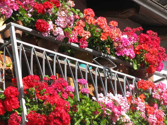 fIORI