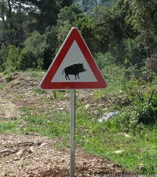 cinghiale