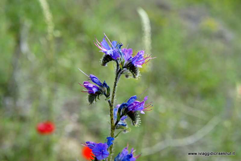Fiori