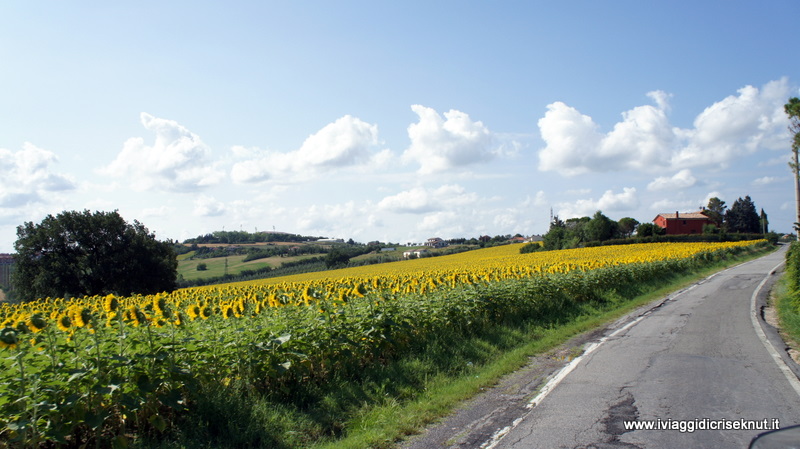 girasoli