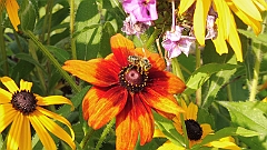P1020452
