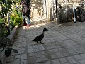 IMG_2456
