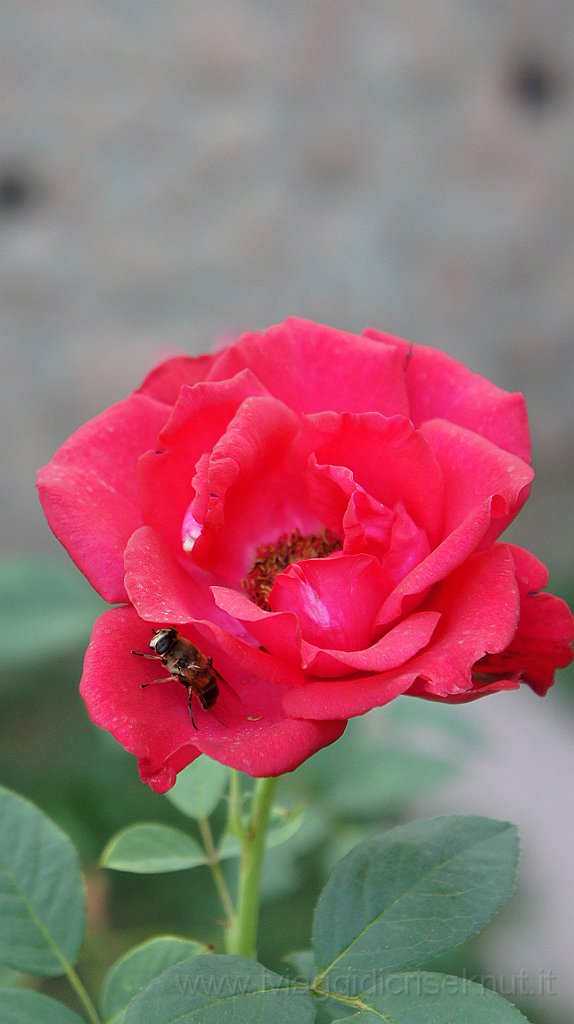DSC06344.JPG