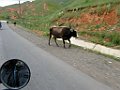 IMG_2979