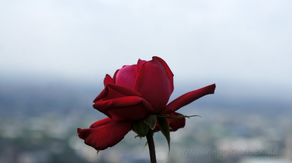 DSC06376.JPG - Rose Kazake