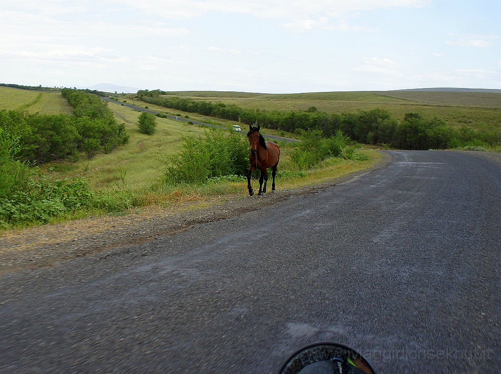DSC06504.JPG - Cavallo scappato