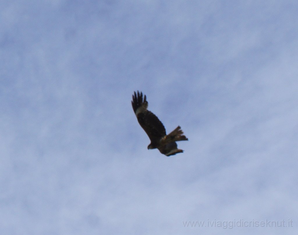 DSC06981.JPG - Aquila in volo.
