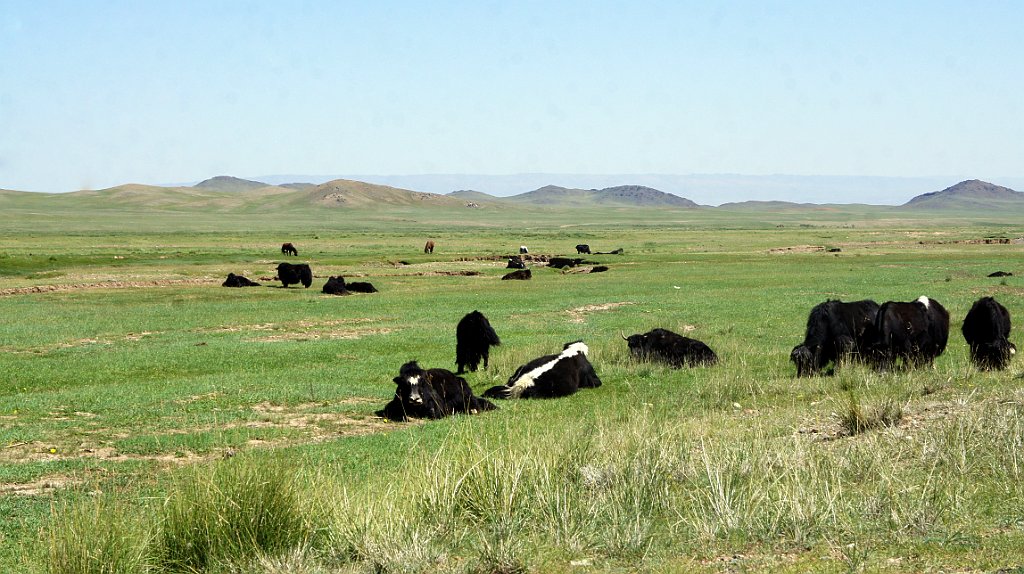 DSC07176.JPG - Yak.