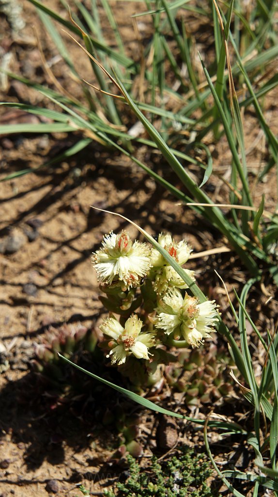 DSC07200.JPG - Fiori selvatici.