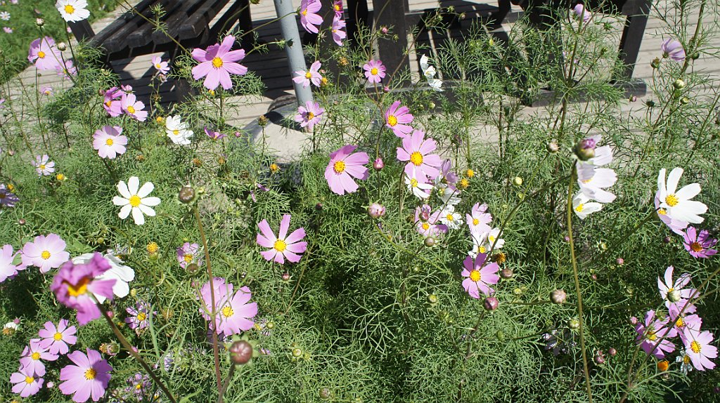 DSC07314.JPG - Il giardino