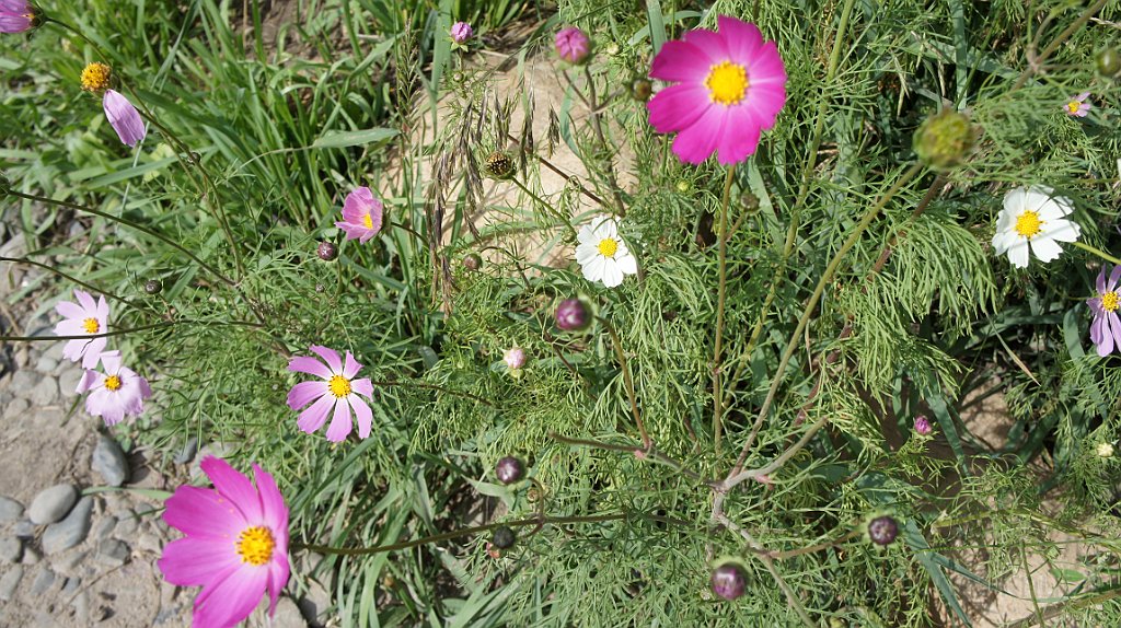 DSC07322.JPG - Fiori del giardino.