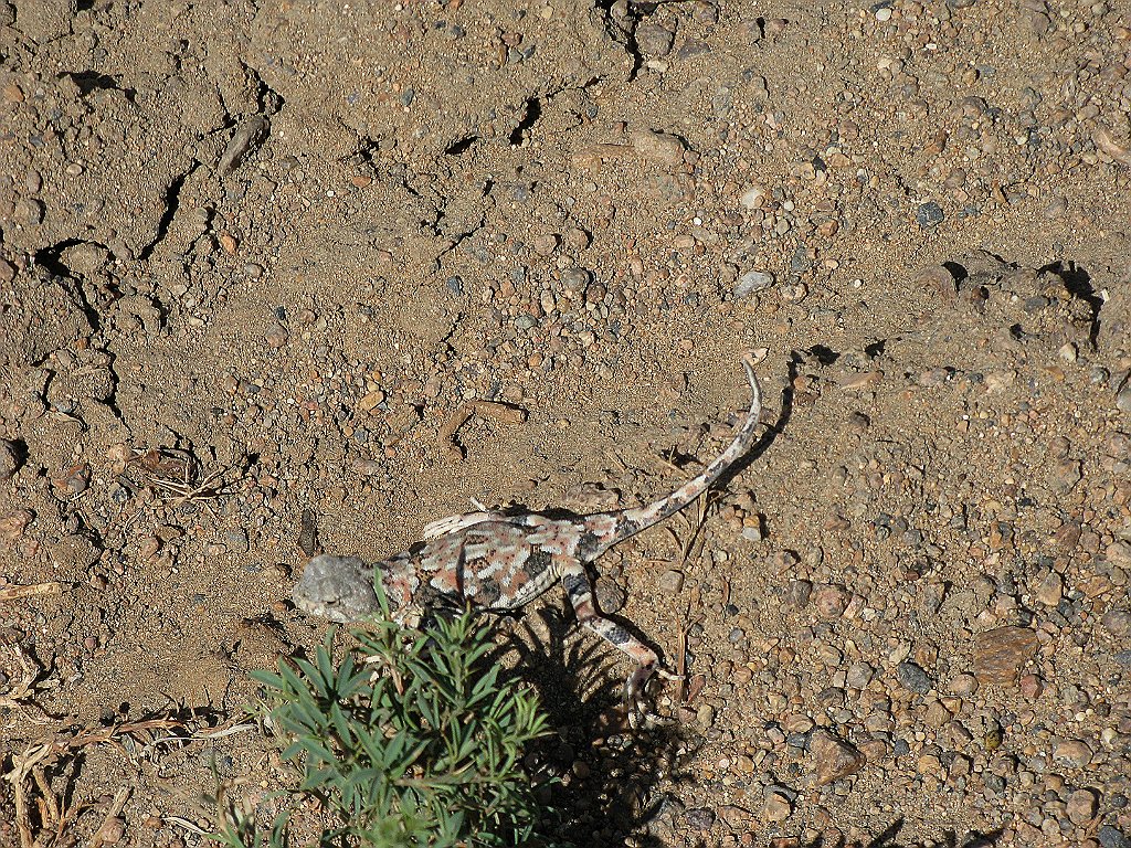 IMG_3094.JPG - Fauna locale.