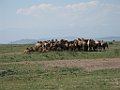 IMG_3111