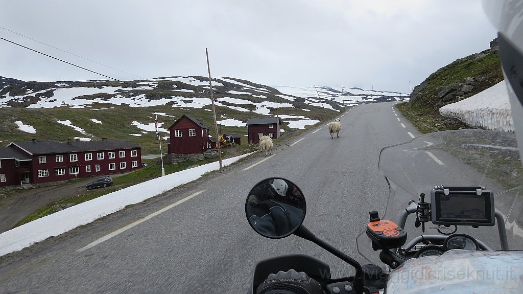 IMG_4896.JPG - RV55 Sognefjellveien