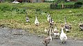 DSC06674