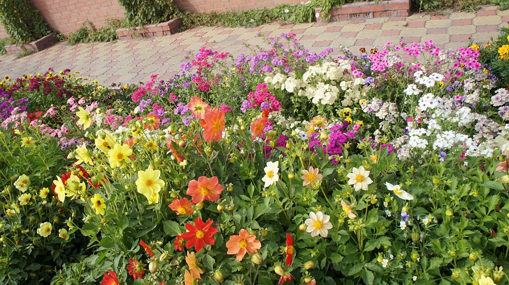 DSC07365.JPG - Fiori multicolori ingentiliscono le aiuole davanti al motel.