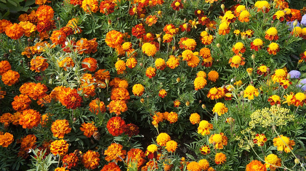 DSC07369.JPG - Fiori multicolori ingentiliscono le aiuole davanti al motel.