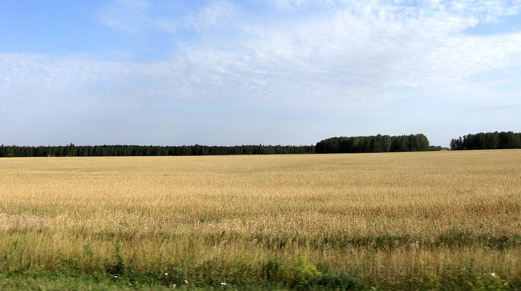 IMG_3406.JPG - Campi coltivati.