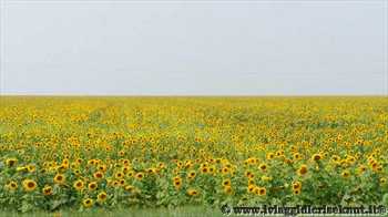 girasoli