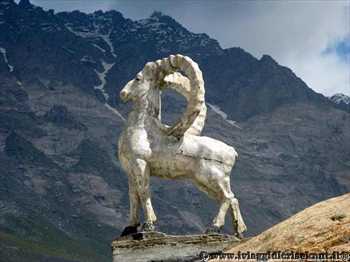 marco_polo_sheep