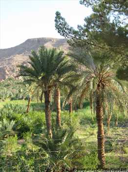 garmeh_palmeto